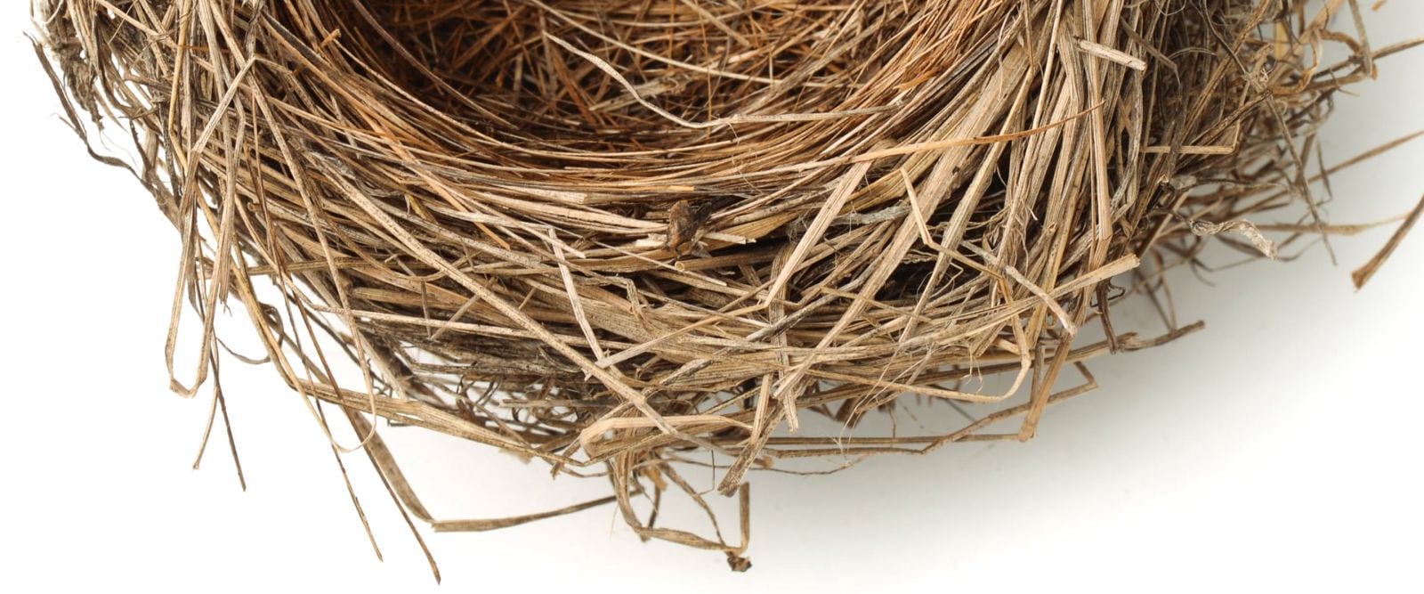 Close-up of an empty bird's nest symbolizing fertility, growth, and the start of a new journey.