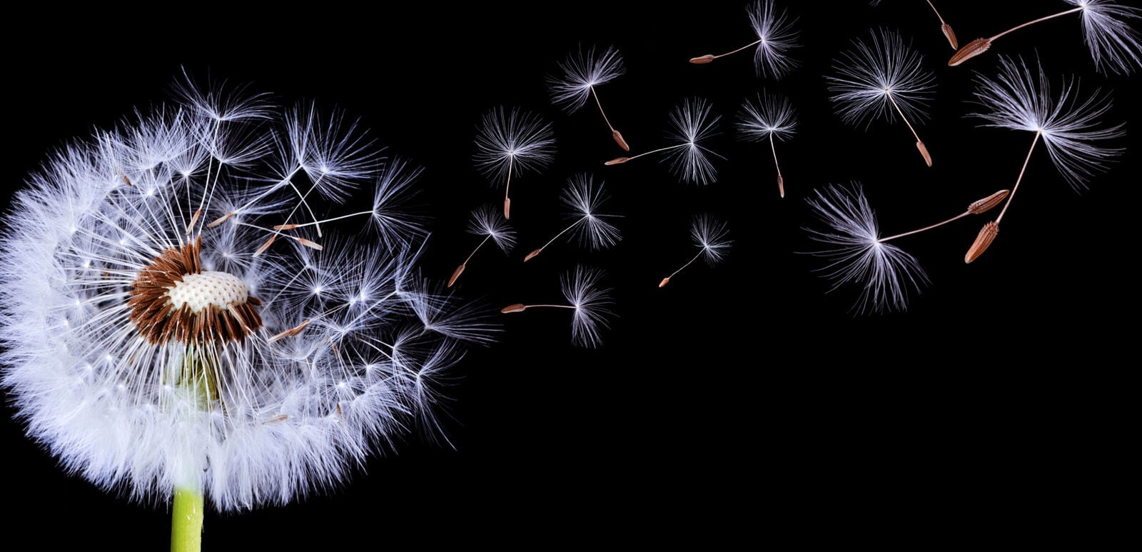 Close-up of a dandelion with seeds gently drifting away, symbolizing growth and new beginnings.