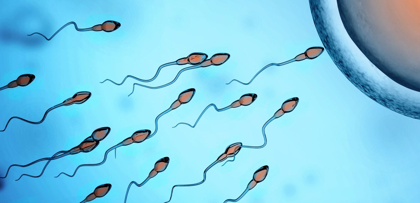 Illustration of sperm cells swimming towards an egg, representing the process of fertilization and fertility treatment.